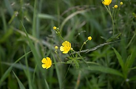 鮮花,草,自然