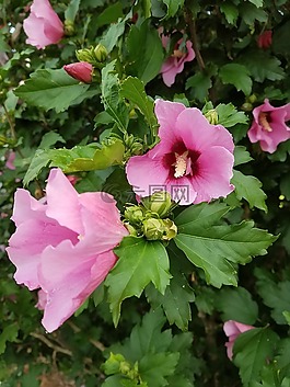 花,布什,植物