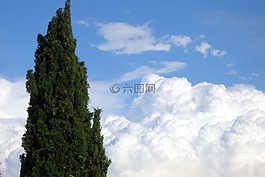 云,天空,樹木