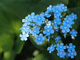 盛開(kāi),開(kāi)花,光明