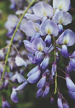 盛開(kāi),開(kāi)花,植物區(qū)系