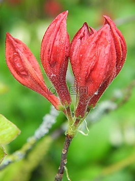 杜鵑,芽,紅色