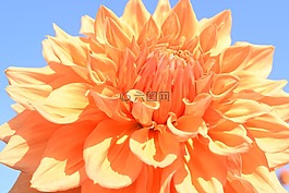 鮮花,天空,藍(lán)色的天空