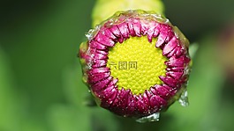 性質(zhì),花卉,夏季
