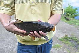 魚,鯉魚,手