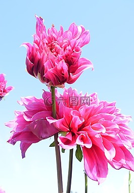 鮮花,天空,藍(lán)色的天空
