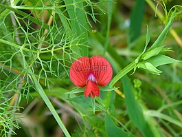 野生花卉,豌豆花,朵紅色的花
