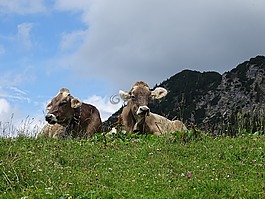 性質(zhì),奧地利,反芻動(dòng)物