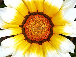 花,詳細,花粉
