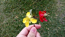 花米老鼠,花,紅色的花朵