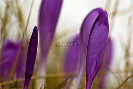 紫色,花,番红花 heuffelianus