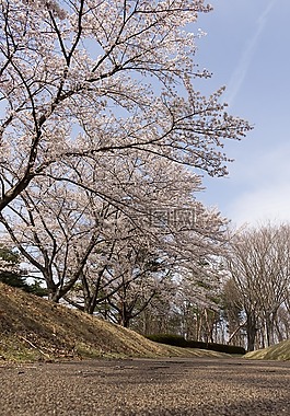 鮮花,櫻桃,日本