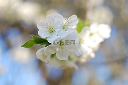 višeň,白色的花,春天