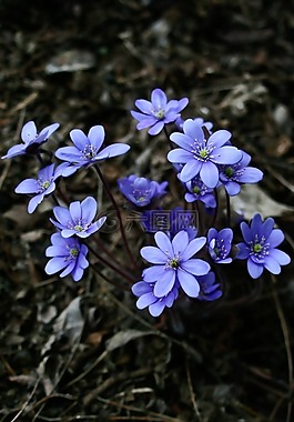 藍(lán)色,鮮花,自然