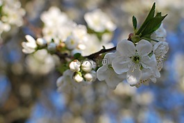 白,višeň,小枝