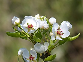 花,如花,果樹