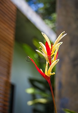泰國,廠,花