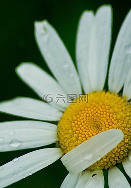 白,花,雛菊
