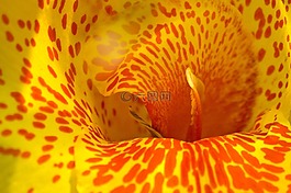 黃色,紅色,花