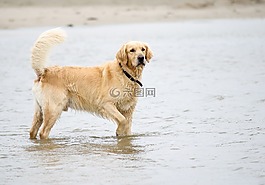 狗,金毛獵犬,海灘