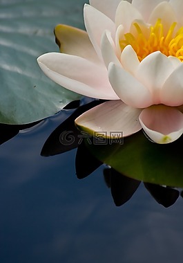 粉紅色,白,花
