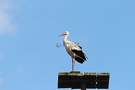 鸛,鳥,白鸛
