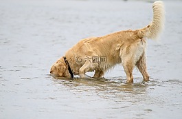 狗,金毛獵犬,海灘