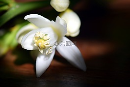 開花,檸檬花,白