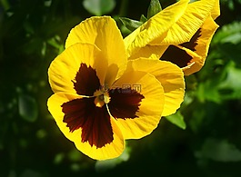 潘茜,花,黃色