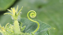 工作表,植物,性質(zhì)