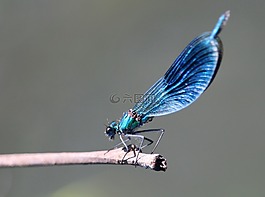蜻蜓,昆虫,spreewald