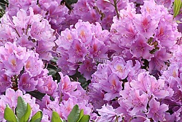 杜鵑,鮮花,關閉