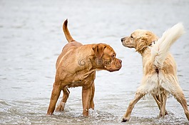 狗,金毛獵犬,海灘