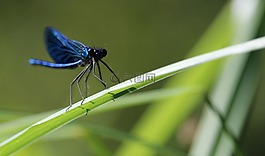 蜻蜓,昆蟲,草