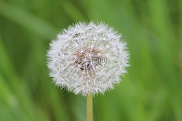 蒲公英,鮮花,種子