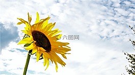 太阳花,黄色,somemer