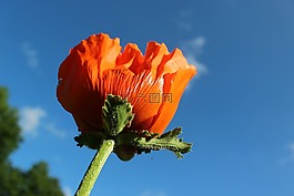 罌粟,花園,開花