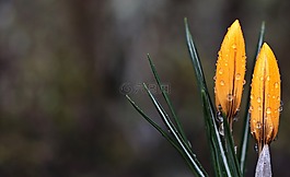 藏紅花,花,雨滴