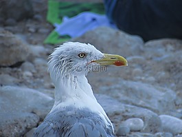 鳥,海鷗,鳥嘴