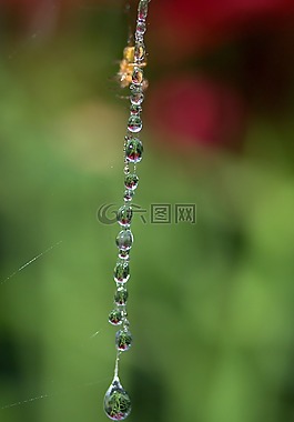 蜘蛛網(wǎng),滴,蜘蛛
