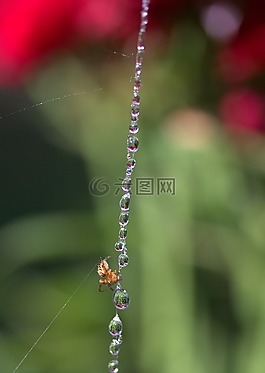 蜘蛛網(wǎng),滴,蜘蛛