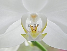蘭花,開花,白