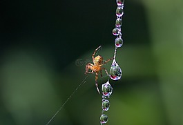 蜘蛛網(wǎng),滴,蜘蛛