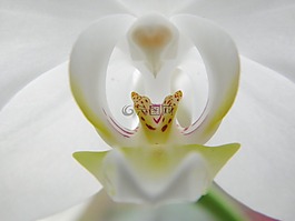 蘭花,開花,白