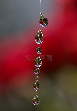 蜘蛛網(wǎng),滴,地方