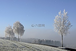 寒冬,冬天,樹木