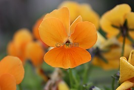 橙,開花,潘茜