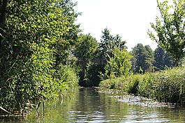 水,spreewald,景观