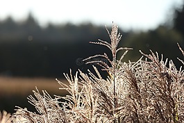草,美麗,性質(zhì)
