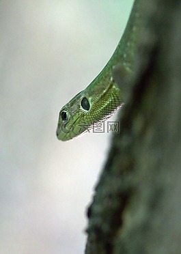 蜥蜴,爬行動(dòng)物,綠色